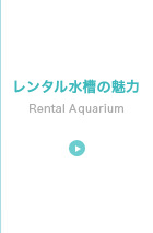 レンタル水槽の魅力
Rental Aquarium