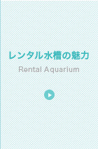 レンタル水槽の魅力
Rental Aquarium