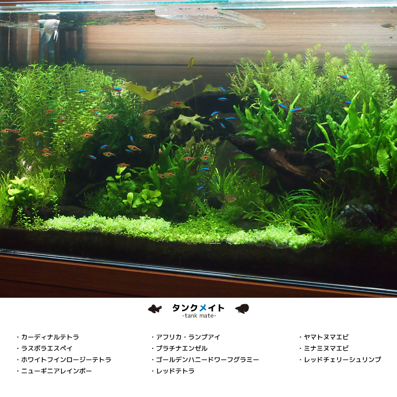 海水魚・熱帯魚 水槽 レンタル | アクアリウム レンタル セブン AR-7