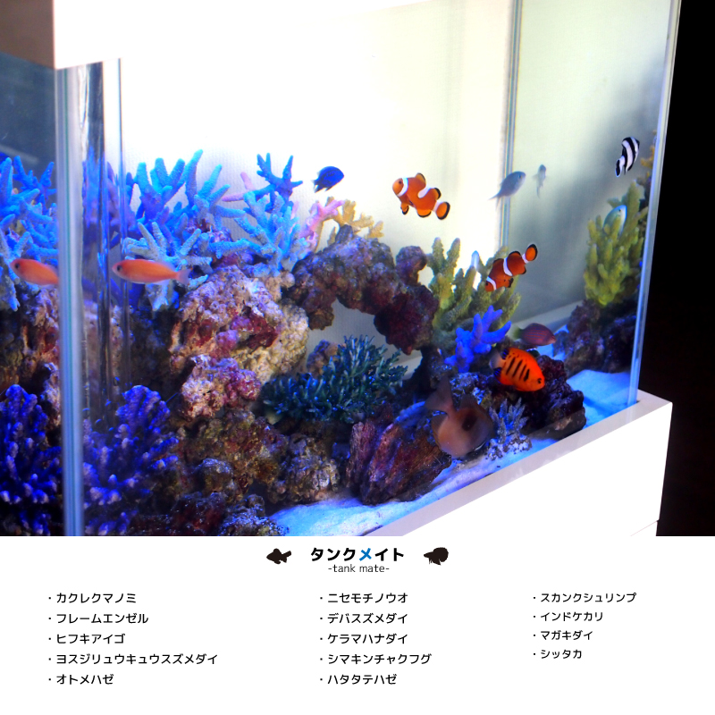 海水魚・熱帯魚 水槽 レンタル | アクアリウム レンタル セブン AR-7
